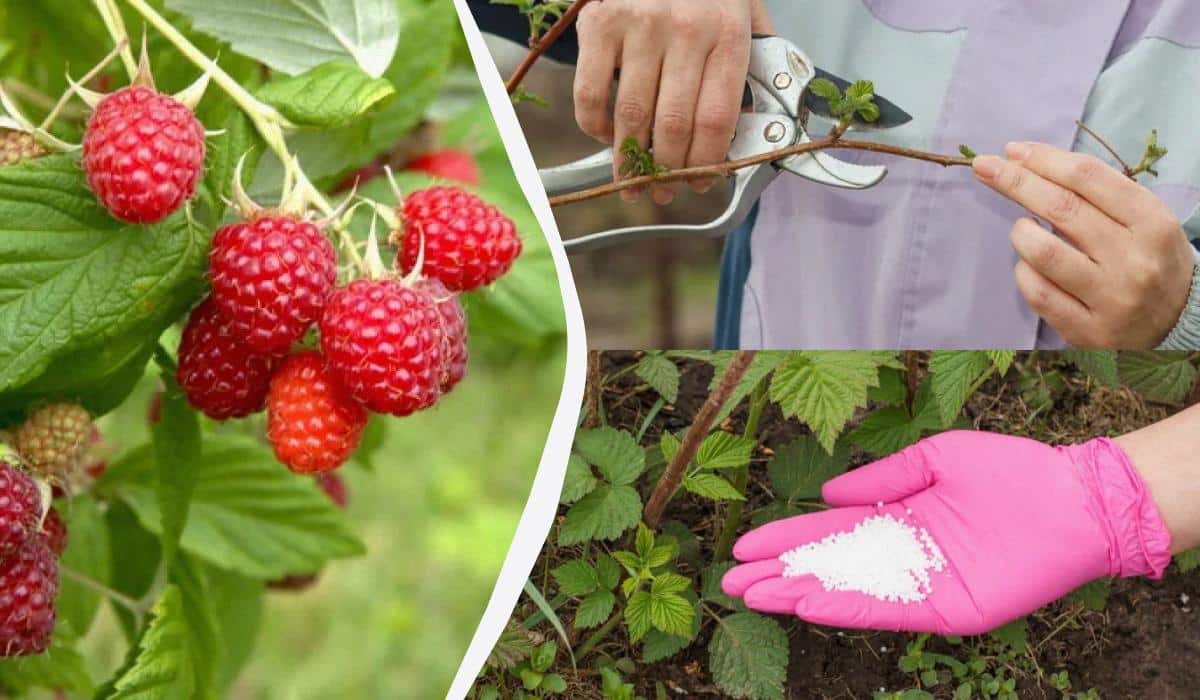 Avietės užaugs didelės ir saldžios: štai ką daryti su krūmu