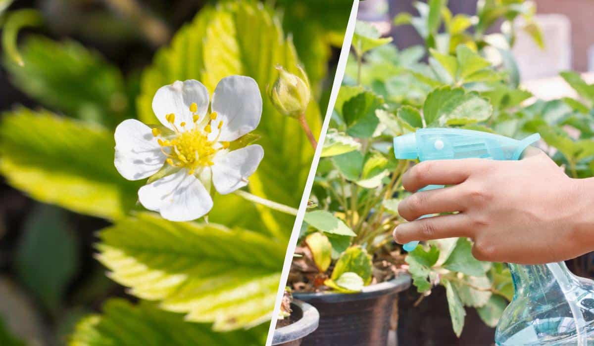 Kaip gydyti braškes žydėjimo metu: 5 saugūs receptai, kurie nekenkia