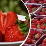 Kaip išsirinkti saldžiausias braškes: paprasta taisyklė, kurią žino ne visi