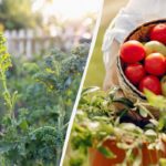 Ko nesodinti šalia pomidorų: sunaikins visą derlių