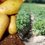 Rekordinis derlius garantuotas: kokias bulvių veisles reikėtų sodinti gegužės mėn.