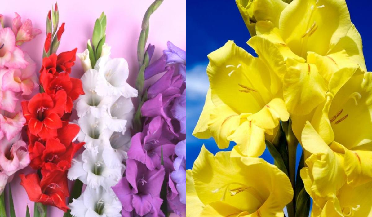 Rugsėjo 1 d. sodriai žydės gladiolės: kaip tinkamai sodinti ir
