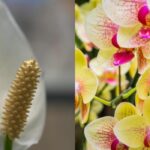 Sodininkas įvardija 7 kambarinius augalus, kuriuos verta laistyti ledo kubeliu