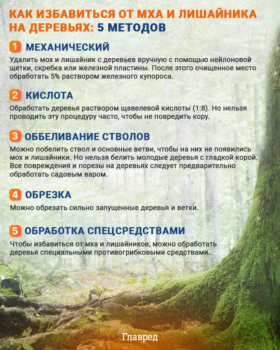 Kaip atsikratyti samanų ir kerpių ant medžių infografikas