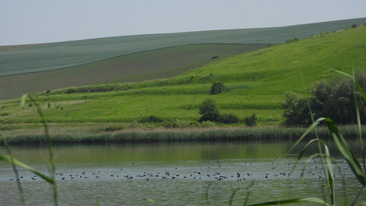 Didžiausia retųjų žoliapjovių kolonija Ukrainos vakaruose aptikta Prikarpatės srityje