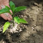 Azoto trąšos daržui: kodėl jų reikia ir kaip pasirinkti geriausią