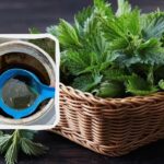 Dilgėlių antpilas – nuodai ar vitaminų bomba: ką galima ir