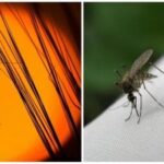Galite visiems laikams pamiršti uodus: nedaugelis žino paprastą, bet mirtinai