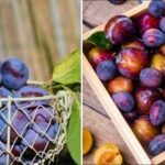 Ką galite pasigaminti iš slyvų žiemai nekonservuodami