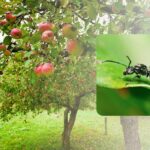 Ką sodinti šalia obelų ir kaip jas apdoroti, kad atbaidytumėte