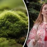 Kaip pašalinti samanas iš svetainės: „auksinis” būdas, kaip jų atsikratyti