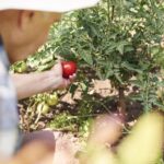 Kodėl pomidorai sutrūkinėja: šią klaidą daro beveik visi