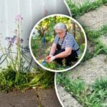 Piktžolės išnyks per 24 valandas: kokiais dviem produktais jas purkšti