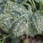 „Senelio” metodas nuo kryžmažiedžių blusų ant kopūstų: vienas gydymas –