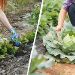 Šis produktas iš karto sunaikins kopūstų blusas: kaip gydyti lovą