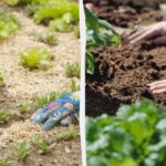 Spygliuočių ruduo, pjuvenos, žolė, graikinių riešutų lapai ar humusas: kuo