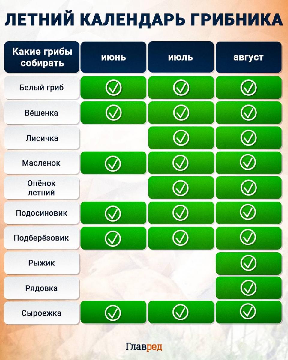 Baisesnis už musmirę ir yra kiekviename miške: koks yra pavojingiausias grybas Ukrainoje?
