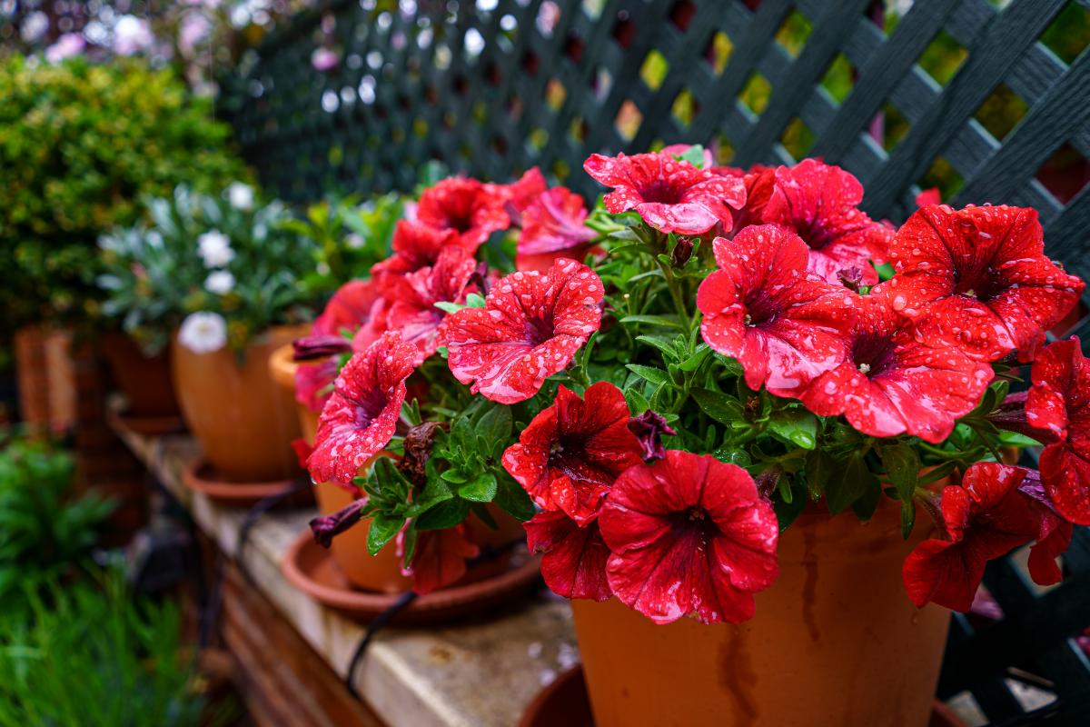 Kuo maitinti pelargonijas, kad lapai negelstų / nuotrauka depositphotos.com