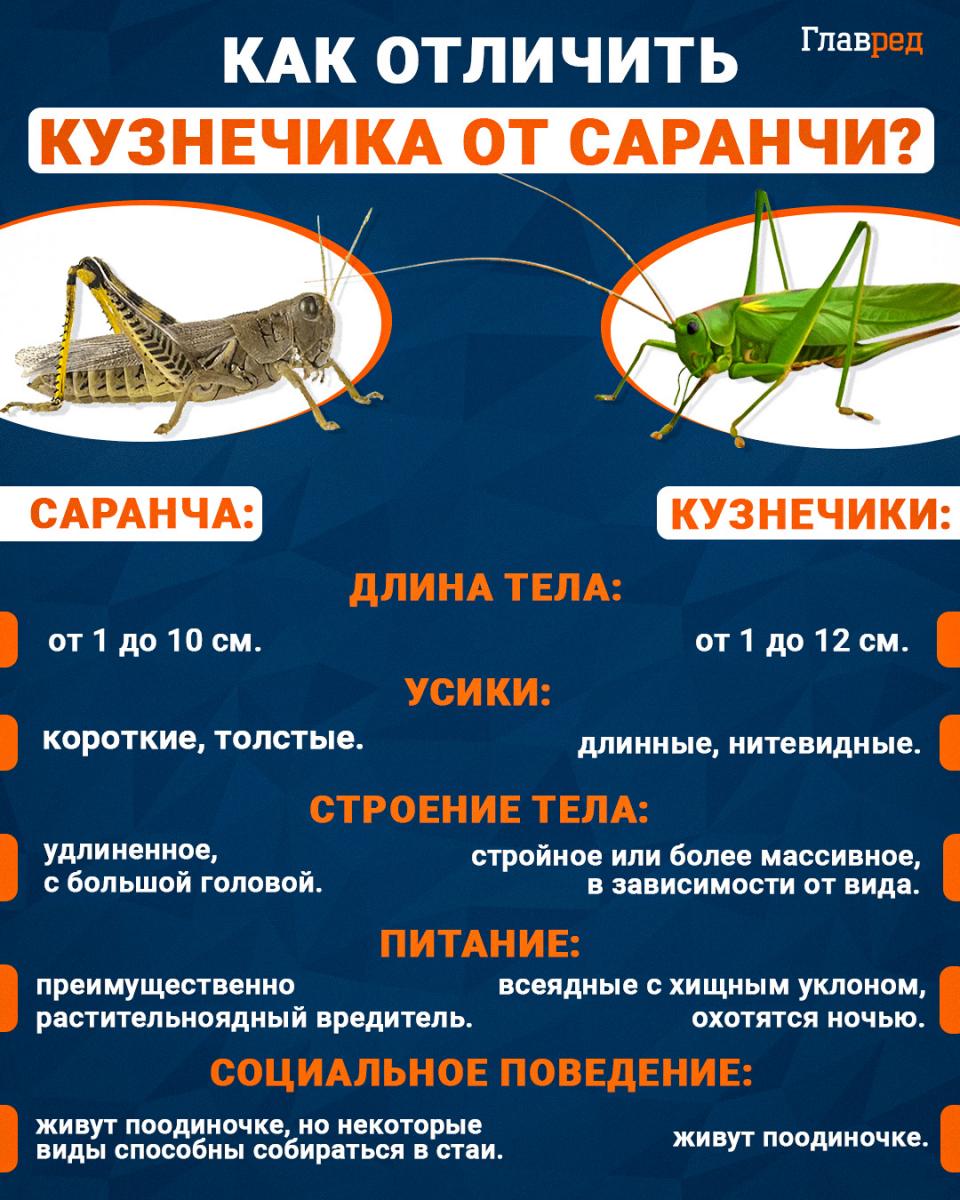 skėriai, kaip atskirti skėrius nuo pievinių arklių
