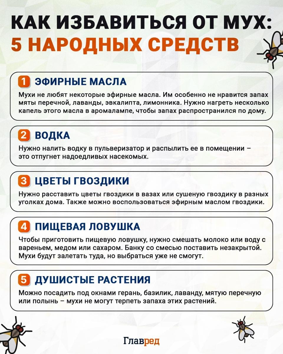 Kaip atsikratyti musių infografikas
