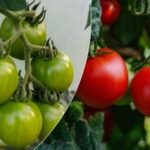 Kodėl pomidorai ant krūmo nesubręsta: pasėlius išgelbės menkavertė priemonė