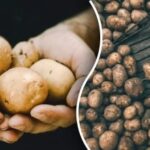 Puikiai užkonservuotos iki pavasario: kur teisingai laikyti bulves bute
