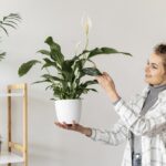 Ši neįprasta, bet paprasta priemonė išgelbės jūsų spathiphyllum nuo ligų