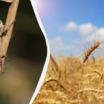 Šis senelio vaistas akimirksniu išnaikins skėrius: kenkėjai daugiau nebegrįš