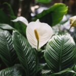 Vienas daiktas namuose gali padėti atgaivinti spathiphyllum