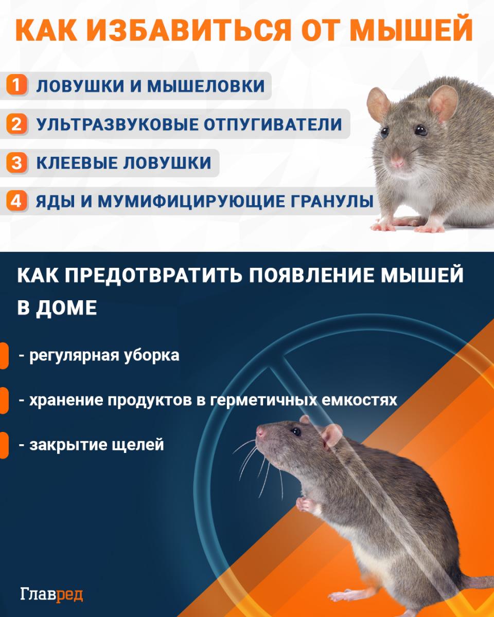 Kaip atsikratyti pelių infografikas