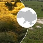 Atrodo, kad stepės pasidengė žilais plaukais: retas augalas „užvaldė” Ukrainos