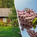 Ekspertas įvardijo augalus, kurių negalima sodinti kieme: išnaikinkite viską aplink