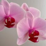 Orchidėjos nežydi: penkios laistymo klaidos, kurias galite ištaisyti šiandien