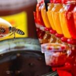 Ukrainoje pradėtas masiškai klastoti medus – į ką atkreipti dėmesį