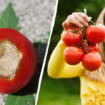 Užtenka vieno gydymo: kaip apsaugoti pomidorus nuo viršūninio puvinio