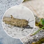 Vabzdžių antplūdis pasiekė Kijevą: kaip atskirti skėrius nuo didžiųjų pievinių