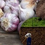 Žieminiai česnakai nemėgsta: sodininkas atskleidė tobulos žiemos lysvės paslaptį