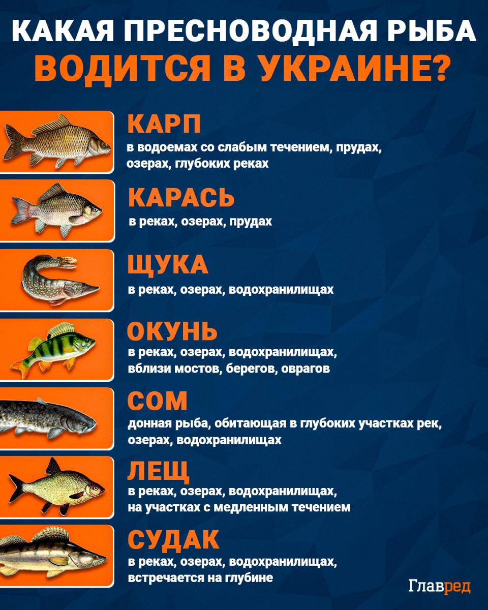 Kokios gėlavandenės žuvys aptinkamos Ukrainoje