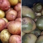 Bulvių kategoriškai negalima laikyti su viena daržove: kokia yra lemtinga