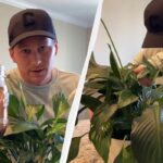Dėl paprastos virtuvės „paslapties” Spathiphyllum atgyja per 2 valandas