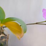 Geltonuojantys orchidėjų lapai: 9 priežastys, kodėl tai neteisinga
