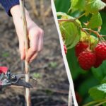 Kaip ir kada skinti avietes rudenį: kuo skiriasi paprastosios ir