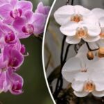 Kaip priversti orchidėjas žydėti dažniau: ekspertai įvardijo vienintelę formulę