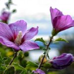 Kaip tinkamai genėti hibiskus, kad krūmas būtų vešlus