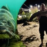 Kijeve žvejys iš Dniepro ištraukė milžinišką 10 kg sveriantį šamą: