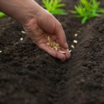 Kokius augalus geriausia sodinti rugsėjo mėnesį: patyrę sodininkai nepraleidžia šių