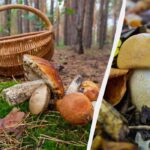 Nuodingi ar valgomi: biologas pasakoja, kaip nesuklysti renkant grybus