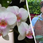 Orchidėjos žydės antrą kartą, jei tai padarysite rugsėjo mėn.
