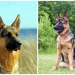 Šuo pasirodė esąs protingesnis už šeimininką: aviganis išsprendė gudrų triuką