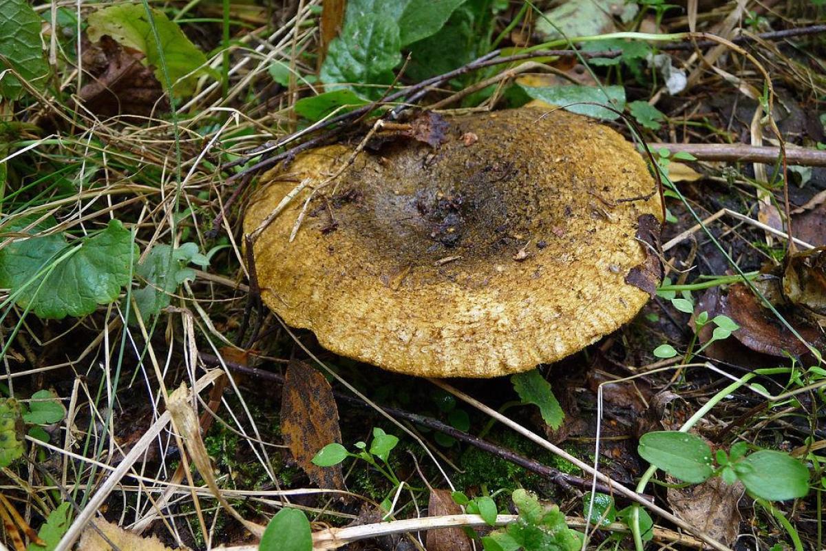 Kokių valgomųjų grybų galima įsigyti spalio mėn.